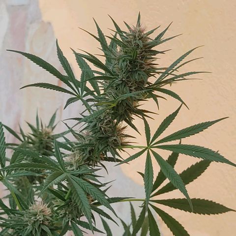 Rosa kush growlog timeline photo