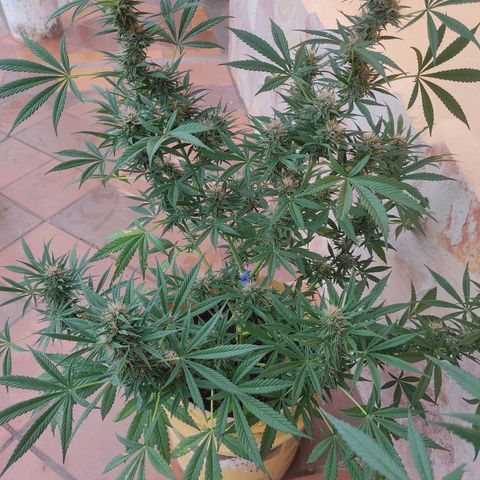 Rosa kush growlog timeline photo
