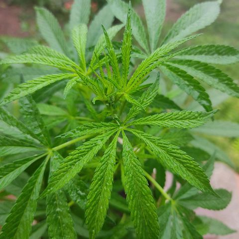 MesaMad growlog timeline photo
