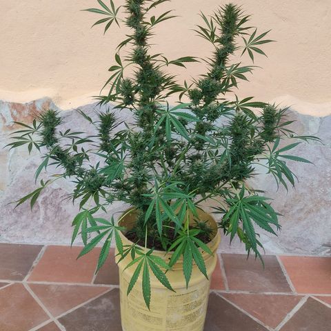 Rosa kush growlog timeline photo