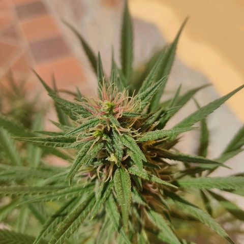 Rosa kush growlog timeline photo