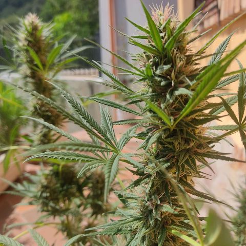 Rosa kush growlog timeline photo