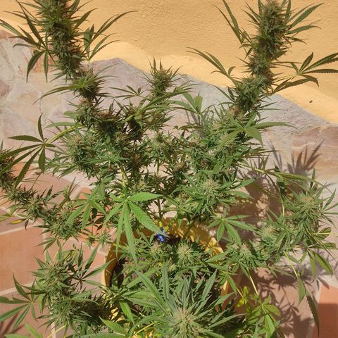 Rosa kush growlog timeline photo