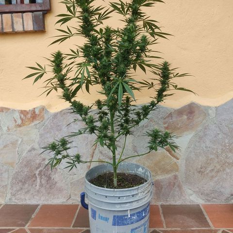 Piñita limón  growlog timeline photo