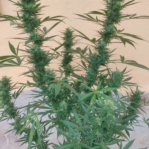 Piñita limón  growlog timeline photo