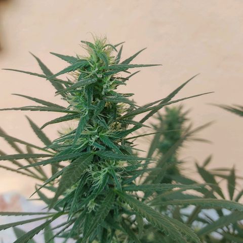 Piñita limón  growlog timeline photo