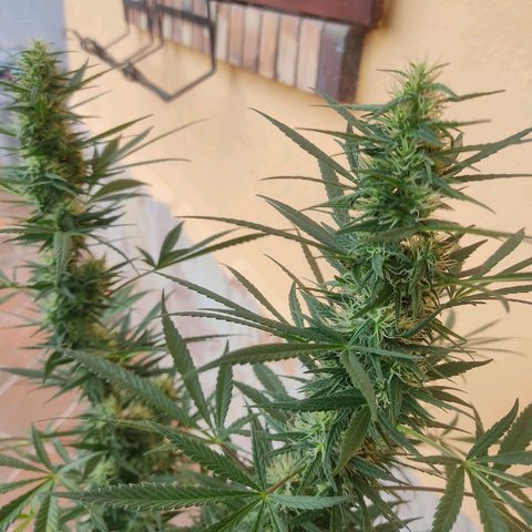 Piñita limón  growlog timeline photo