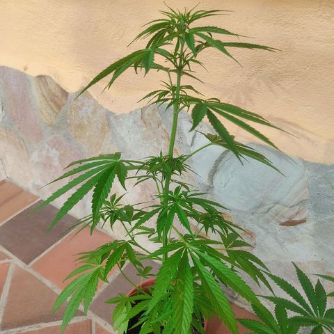Las 3 marías  #3 growlog timeline photo