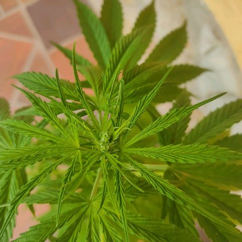 Las 3 marías  #3 growlog timeline photo