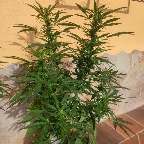 MesaMad growlog timeline photo