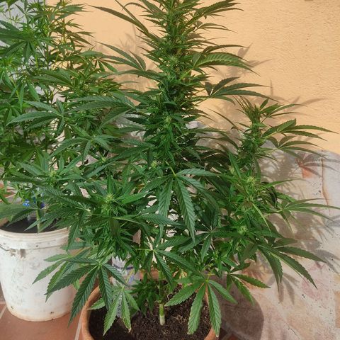 MesaMad growlog timeline photo