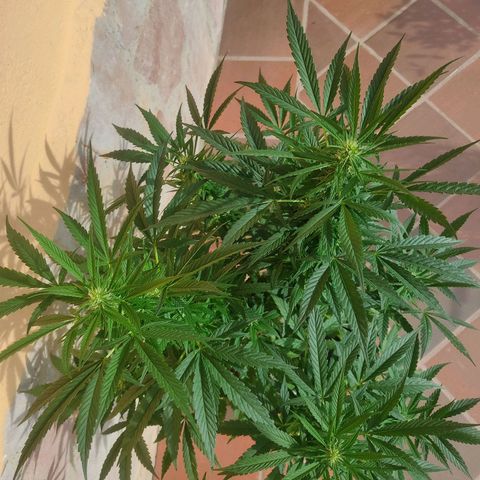 MesaMad growlog timeline photo