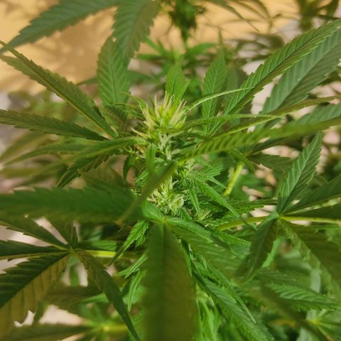 MesaMad growlog timeline photo