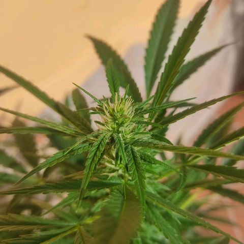 MesaMad growlog timeline photo
