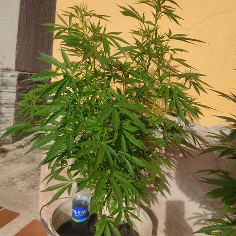 Desconocida #2 growlog timeline photo