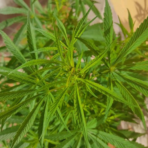Desconocida #2 growlog timeline photo