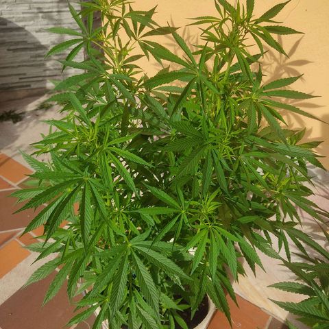 Desconocida #2 growlog timeline photo