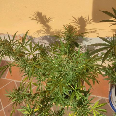 Rosa kush growlog timeline photo