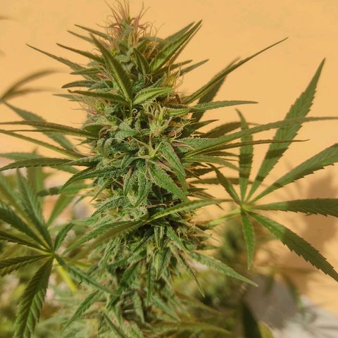 Rosa kush growlog timeline photo