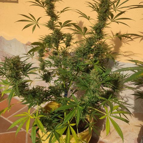 Rosa kush growlog timeline photo