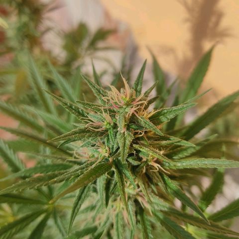 Rosa kush growlog timeline photo