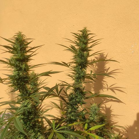 Piñita limón  growlog timeline photo