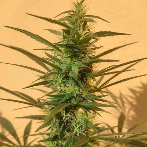 Piñita limón  growlog timeline photo