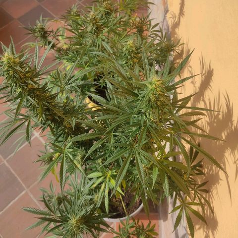Piñita limón  growlog timeline photo