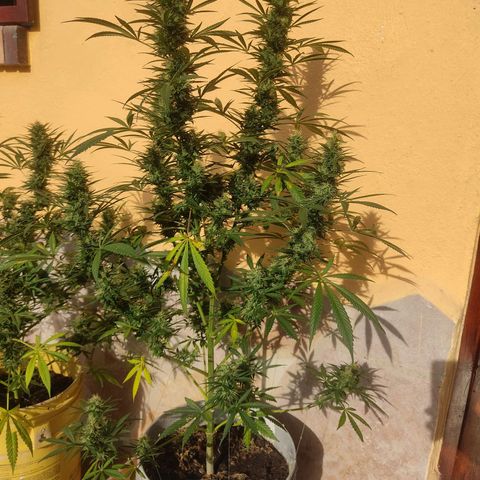 Piñita limón  growlog timeline photo