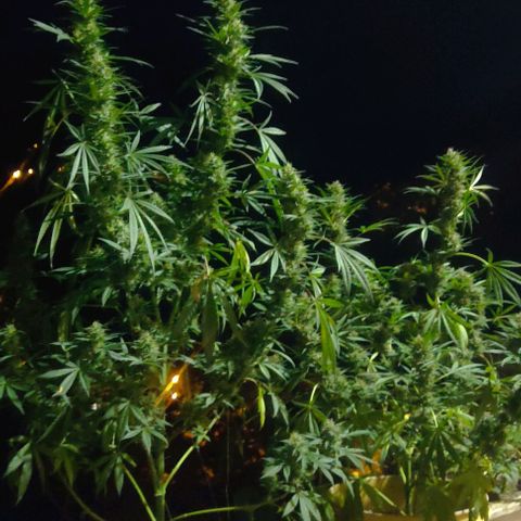 Piñita limón  growlog timeline photo