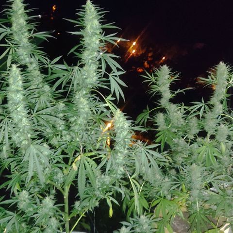 Piñita limón  growlog timeline photo
