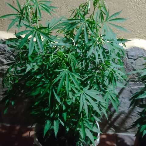Desconocida #2 growlog timeline photo