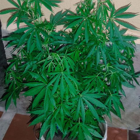 Desconocida #2 growlog timeline photo