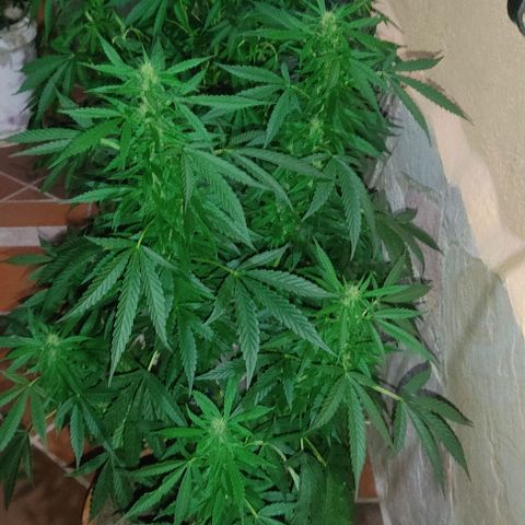 MesaMad growlog timeline photo