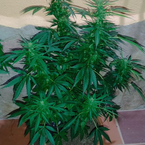 MesaMad growlog timeline photo