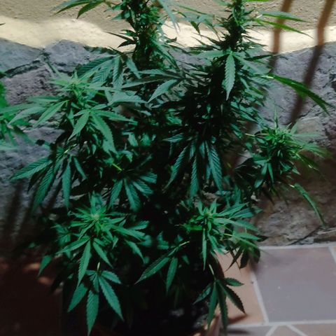 MesaMad growlog timeline photo
