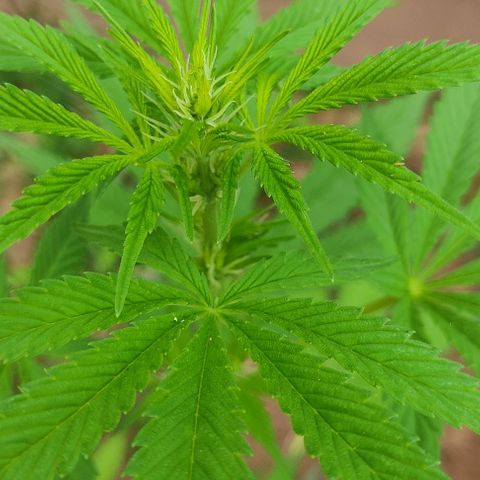 Las 3 marías  #3 growlog timeline photo