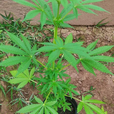 Las 3 marías  #3 growlog timeline photo