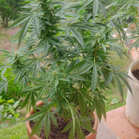 MesaMad growlog timeline photo