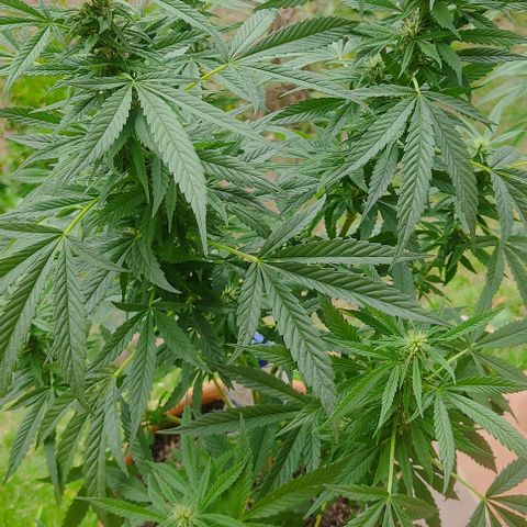 MesaMad growlog timeline photo