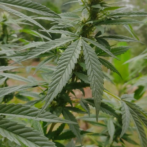 MesaMad growlog timeline photo