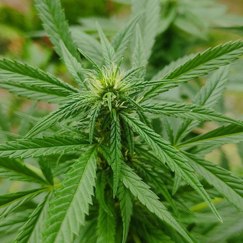 MesaMad growlog timeline photo