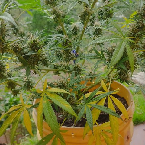Rosa kush growlog timeline photo