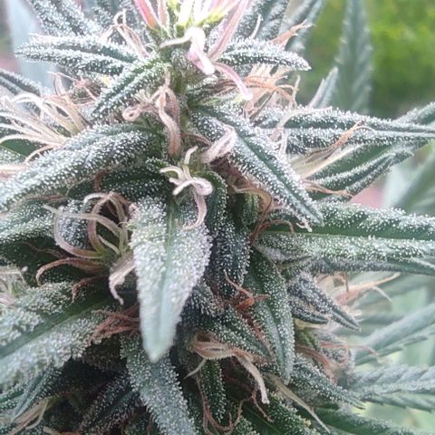 Rosa kush growlog timeline photo