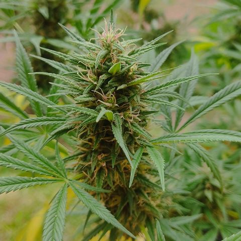Rosa kush growlog timeline photo