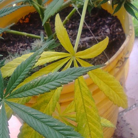 Rosa kush growlog timeline photo