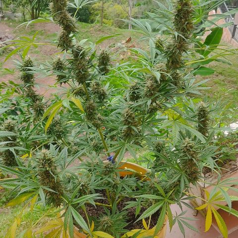 Rosa kush growlog timeline photo