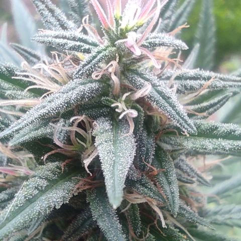 Rosa kush growlog timeline photo