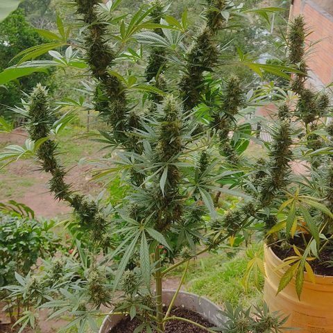 Piñita limón  growlog timeline photo