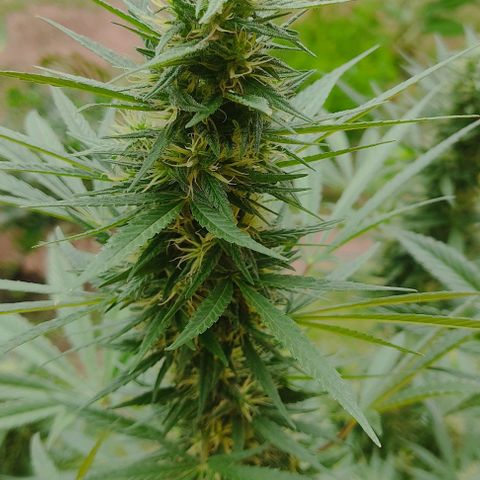 Piñita limón  growlog timeline photo